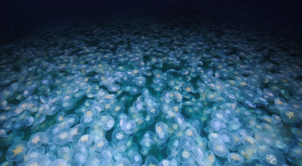 拖翻漁船、堵死核電站，這種巨型水母到底有多逆天？