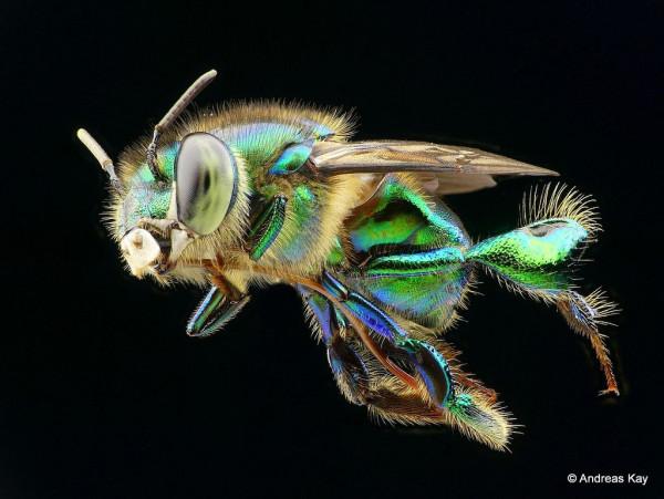 搞笑動物名字!真的有一條叫素貞的蛇,還有一隻叫川普的飛蛾 搞笑動物名字!真的有一條叫素貞的蛇,還有一隻叫川普的飛蛾