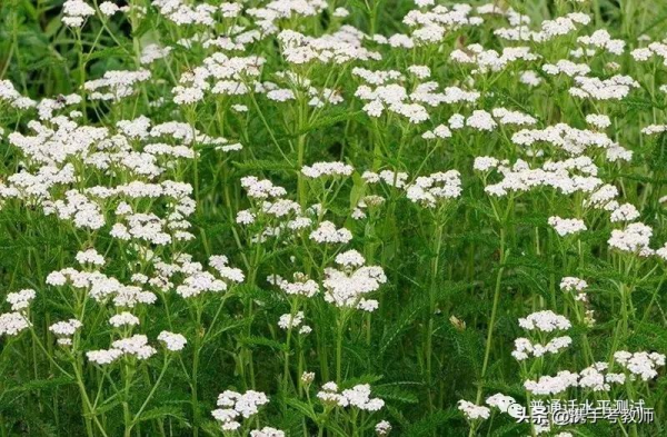 蓍草的“蓍”怎麼讀？