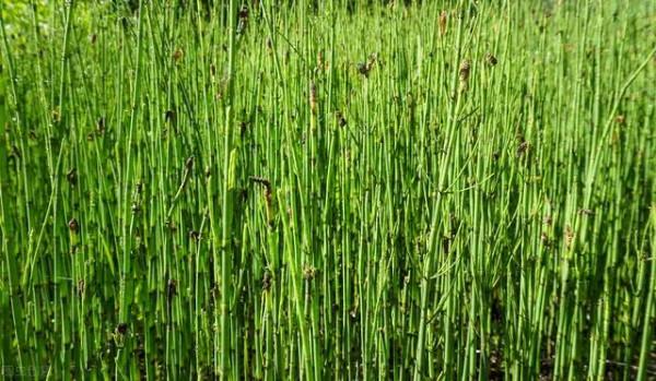 農村氾濫成災的土木賊，網上賣30元一斤，價值珍貴，你可認識？