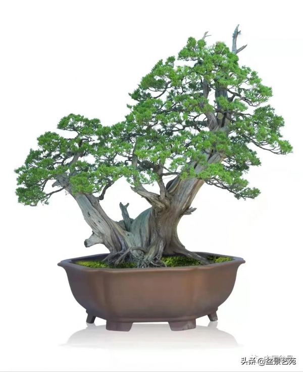 老樹閒看百鳥歸——訪著名盆景藝術家曹志振先生