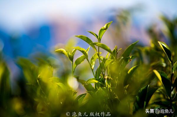 《山海經》中的潮州鳳凰山，畲族發祥地，功夫茶冠絕華南