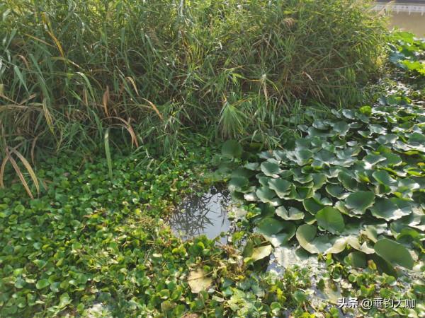 傳統釣長竿短線，多短才是短？3種長度，最短不足2米