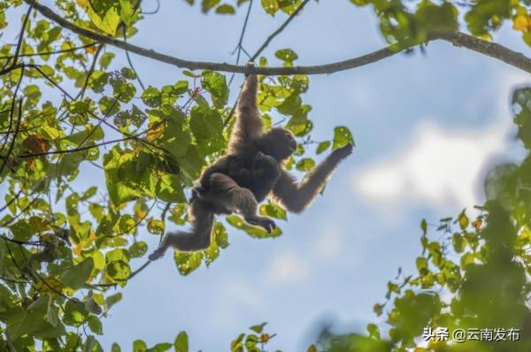 #網聚雲南相約COP15#雲南這個縣輕鬆湊齊Ⅰ級國保動物九宮格