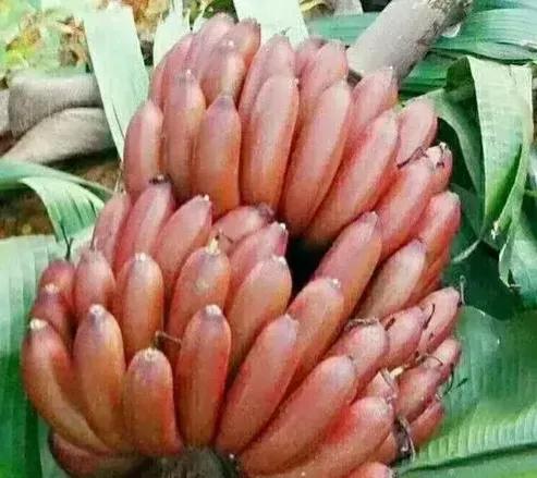 分享圖片&mdash;&mdash;罕見彩色香蕉