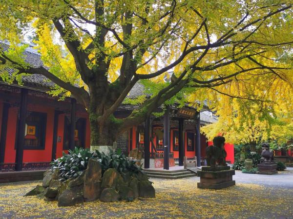 滿目金輝耀蓉城