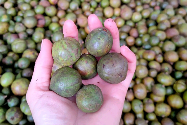 我國有一種“滿門忠烈”的野果，果拿來榨油，得了病的葉卻是水果