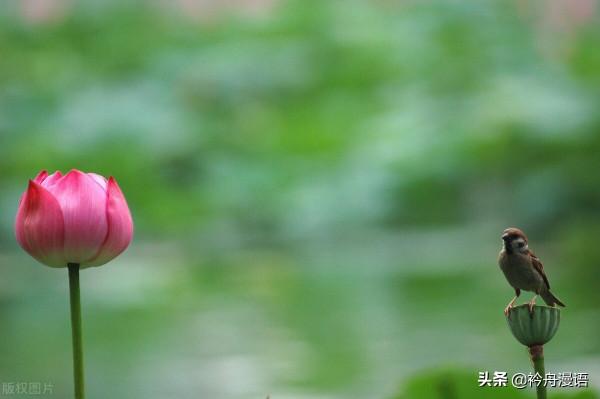 荷花與鳥兒的美麗邂逅
