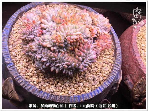 多肉是一個人的狂歡，小城多肉花壇準備出道啦