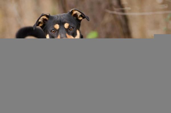 狗狗冷知識 狗狗冷知識