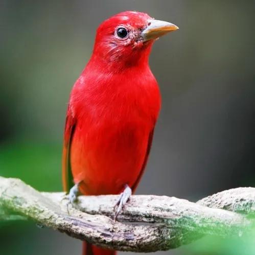 鳥的世界 鳥的天堂