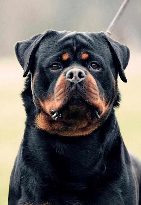 最新規定來了!這幾種狗被禁養,你最想拯救哪種? 最新規定來了!這幾種狗被禁養,你最想拯救哪種?