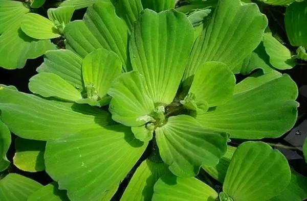 農村水塘裡的一種“肥豬草”，以前用來餵豬，現在市場上15元一斤