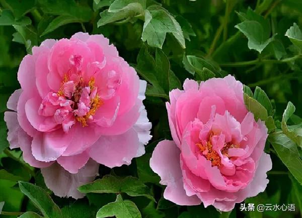 雨後初晴,蘇軾即興吟誦了兩首佳作,寫景如畫,妙語連珠 雨後初晴,蘇軾即興吟誦了兩首佳作,寫景如畫,妙語連珠