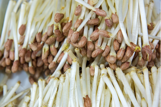 想吃花生芽不用買!一個盆就能搞定,3天就能吃,營養還美味 想吃花生芽不用買!一個盆就能搞定,3天就能吃,營養還美味