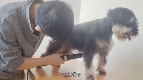 領養雪納瑞，第一次體驗“狗記仇”，如今比從小養的還親人