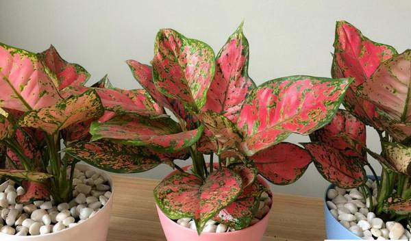 利於健康的吉祥花,建議從這12種裡面選擇,好養大氣有旺宅的寓意 利於健康的吉祥花,建議從這12種裡面選擇,好養大氣有旺宅的寓意