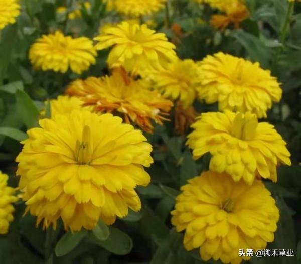 秋冬冗長,你我皆好-金盞菊 秋冬冗長,你我皆好-金盞菊