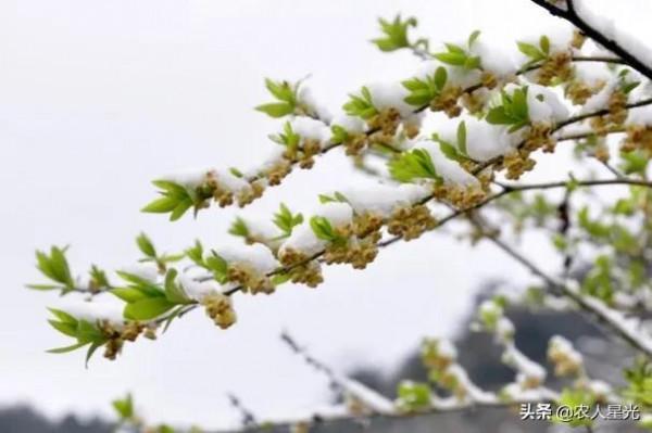 天氣預報：今年的年景咋樣？看正月初八的天氣就知道了！農諺咋說