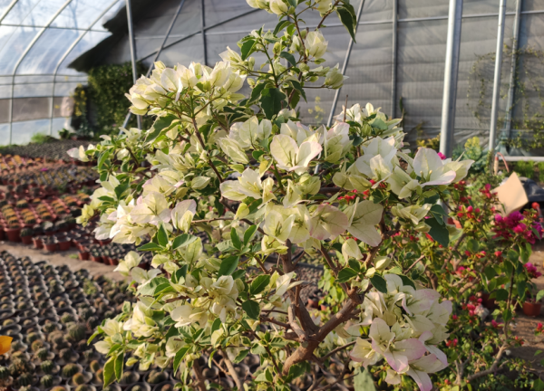 秋季三角梅滿頭花苞，這4件事做錯一件，都會縮短花期，引起落蕾