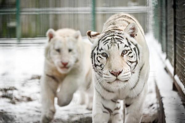 過冬的老虎 過冬的老虎