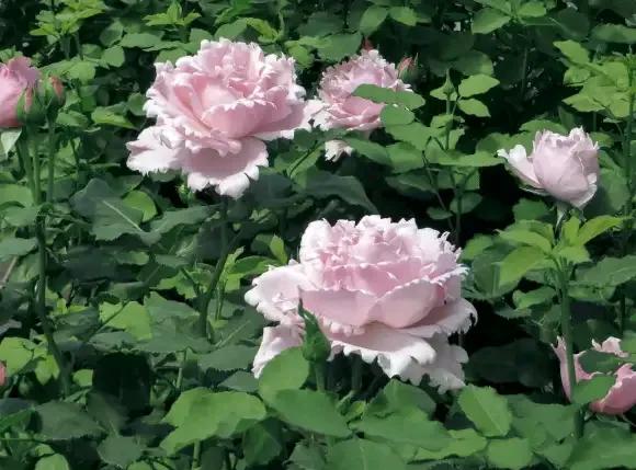 月季品種裡，據有牡丹月季之稱的6個品種，爭奇鬥豔，美不勝收