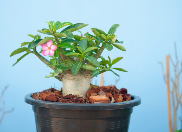 6種&OpenCurlyDoubleQuote;潛力花&rdquo;，小苗不起眼，養成老樁漂亮&OpenCurlyDoubleQuote;精貴&rdquo;，越養越值錢