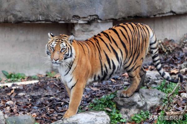 虎頭虎腦 虎虎生威 這波老虎表情包值得擁有