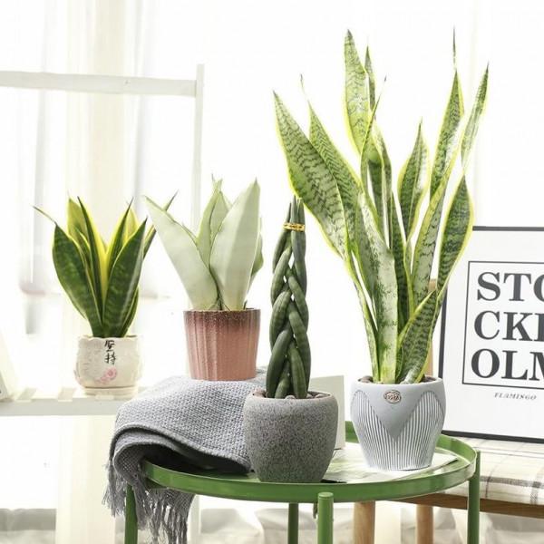 七大“美麗花”,冷天不能多澆水,多曬“少管”更健壯 七大“美麗花”,冷天不能多澆水,多曬“少管”更健壯