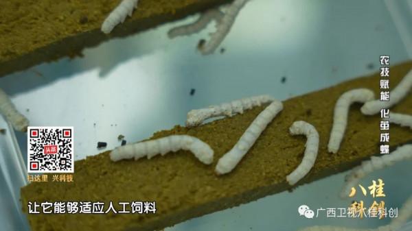 稀奇！廣西的蠶寶寶不吃桑葉