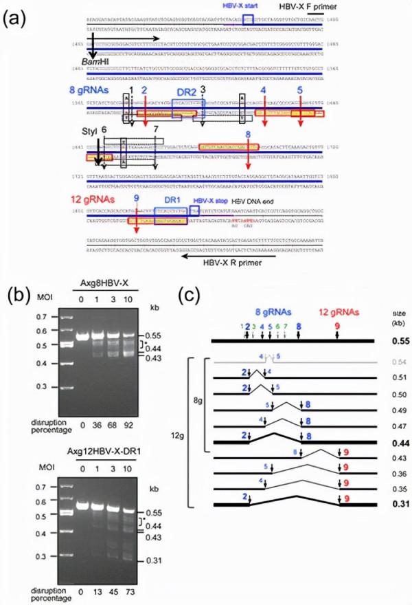 乙肝CRISPR/Cas9，提供多個基因敲除，解決異質靶點及逃避突變體