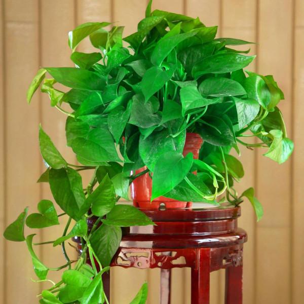 家裡光線差，就養17種“陰性花”，漂亮有格調，貴氣又吉利