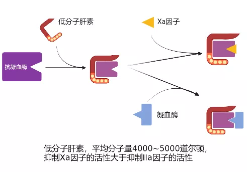 對於VTE風險很高的COVID-19危重患者，為何肝素抗凝治療效果不佳