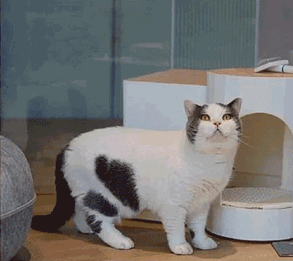 寵物咖,看過來,一定治癒你 寵物咖,看過來,一定治癒你