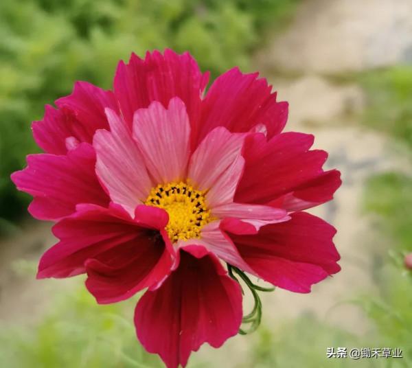 花海花田系列-波斯菊 花海花田系列-波斯菊