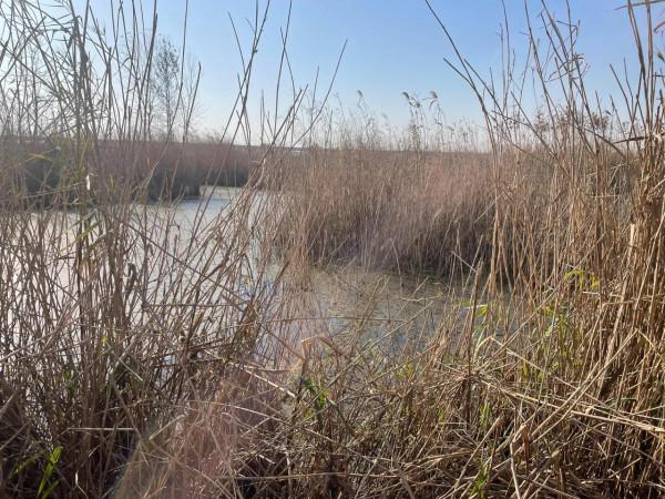 野釣鯽魚的一天