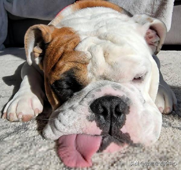 鬥牛犬竟因樹枝塞不上車生氣了，回家後它躲角落思考狗生