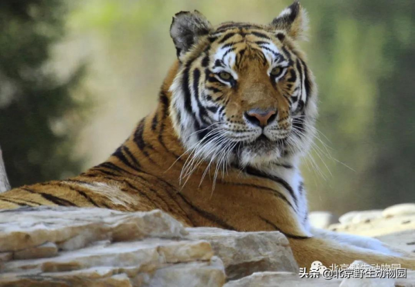 大爆料丨與萌虎來一場新年的約會 大爆料丨與萌虎來一場新年的約會