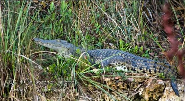 鱷魚好圖大雜燴 鱷魚好圖大雜燴