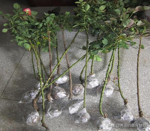 月季出現大量黃葉,不要著急,對應“二症狀”,就能輕鬆返青 月季出現大量黃葉,不要著急,對應“二症狀”,就能輕鬆返青