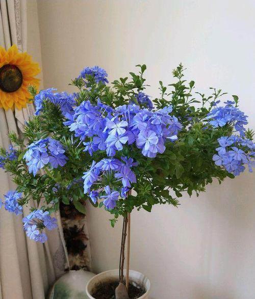 天冷後,9種花要“少水、斷糧”,不然難過冬 天冷後,9種花要“少水、斷糧”,不然難過冬