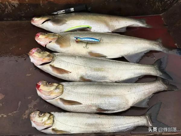 價值48元1斤的鱤魚，養殖戶都不敢養的魚，為何成為釣手的最愛？