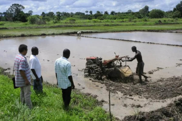 中國專家種植非洲荒地,一公頃收穫9噸大米,英媒:中國人真厲害 中國專家種植非洲荒地,一公頃收穫9噸大米,英媒:中國人真厲害
