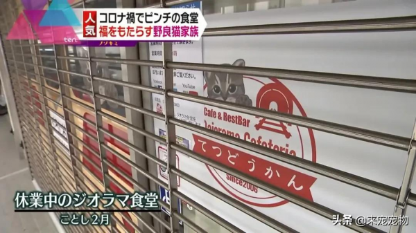 日本某網紅餐廳驚現巨型貓,網友:這麼大的貓是真實存在的嗎? 日本某網紅餐廳驚現巨型貓,網友:這麼大的貓是真實存在的嗎?