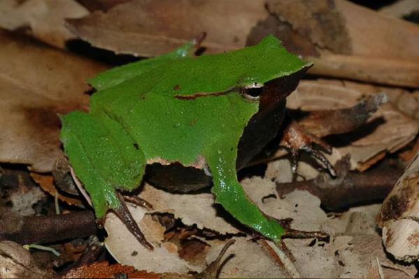 20個關於動物的圖片，居然有長得像綿羊的豬，長見識了