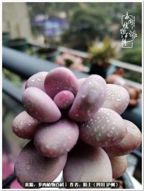 北向陽臺補光燈養多肉的那些事兒