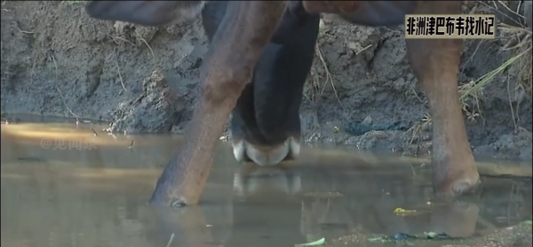 非洲有多缺水？每天步行6小時，凌晨3點就在河溝排隊取水