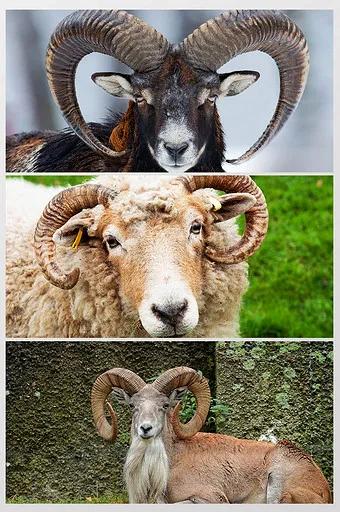 十二生肖的起源 十二生肖的起源