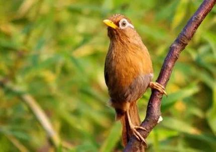 分享鳥類圖片-畫眉鳥