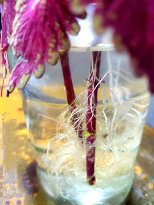 水培的五彩蘇 水培的五彩蘇